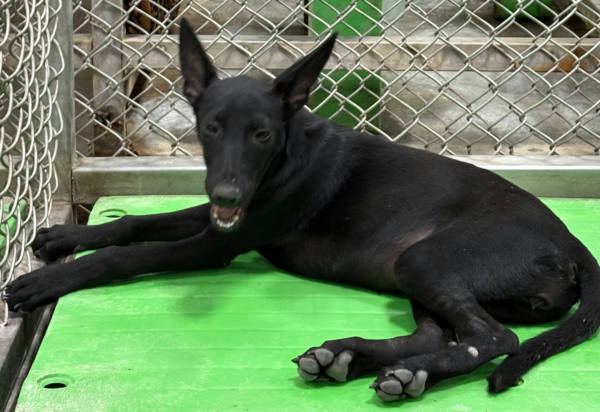 台東縣待認養狗 混種犬