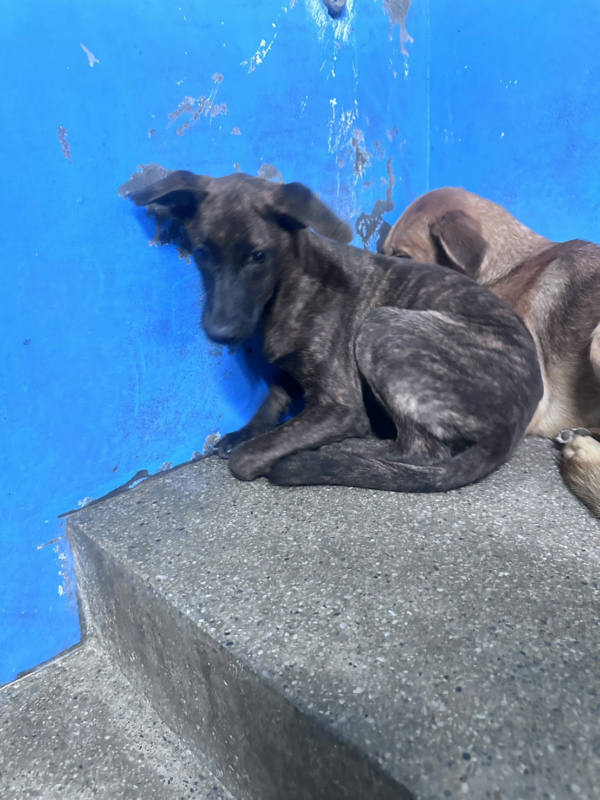 苗栗縣待認養狗 混種犬