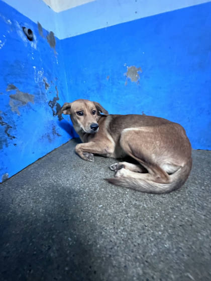 苗栗縣待認養狗｜混種犬｜黃色｜母