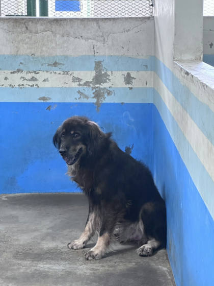 苗栗縣待認養狗｜混種犬｜黑黃色｜公