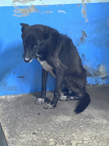 苗栗縣待認養狗｜混種犬｜黑色｜公