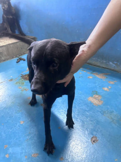 苗栗縣待認養狗｜混種犬｜黑色｜公