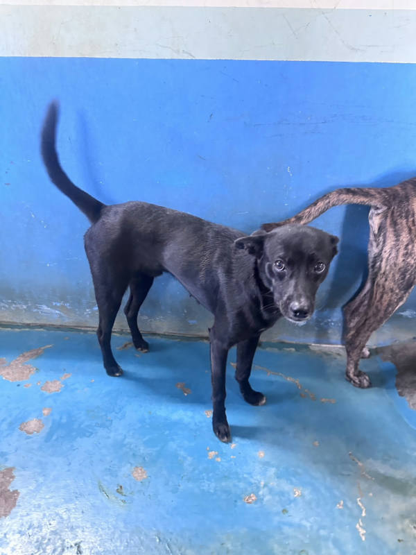 苗栗縣待認養狗 混種犬