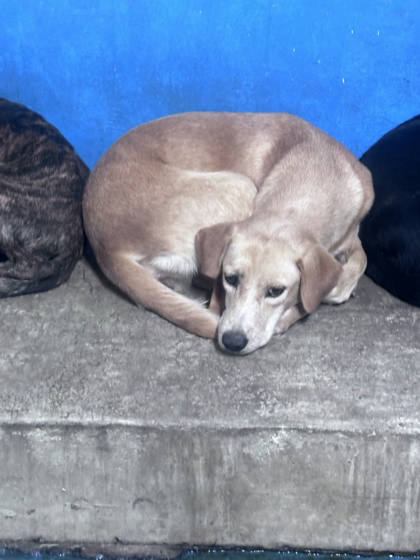 苗栗縣待認養狗｜混種犬｜黃色｜母