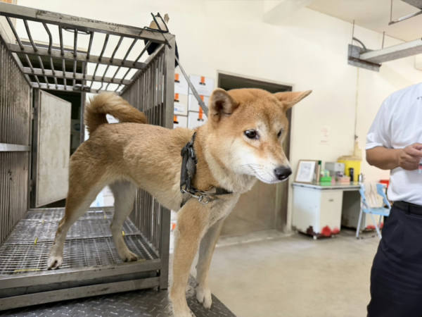 桃園市待認養狗 柴犬