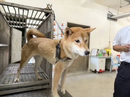 桃園市待認養狗｜柴犬｜黃色｜母
