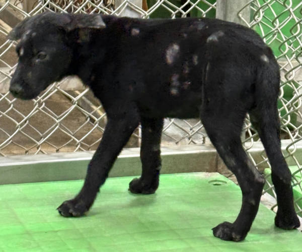 台東縣待認養狗 混種犬