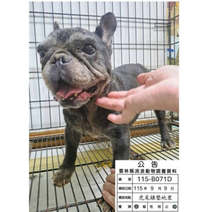 雲林縣待認養狗｜法國鬥牛犬｜黑色｜母
