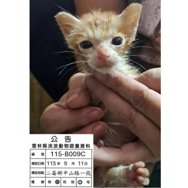 雲林縣待認養貓 混種貓