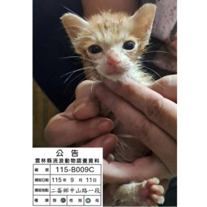 雲林縣待認養貓｜混種貓｜黃白色｜公
