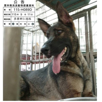 雲林縣待認養狗｜混種犬｜黑黃色｜母