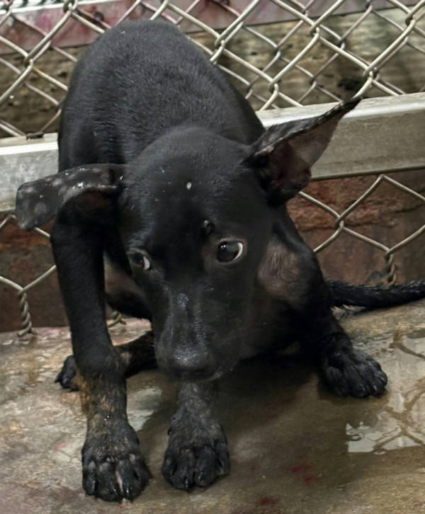 台東縣待認養狗 混種犬