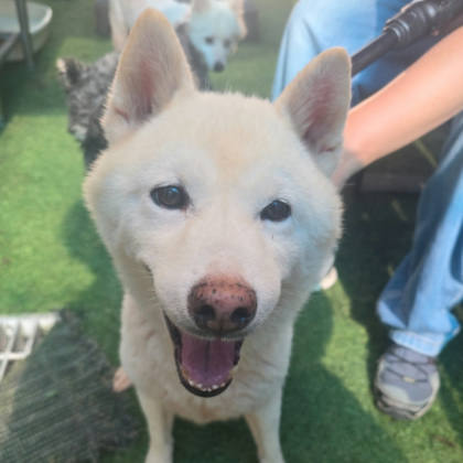 台南市待認養狗｜柴犬｜白色｜公