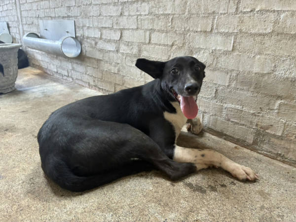 彰化縣待認養狗 混種犬