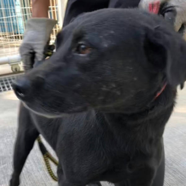 台南市待認養狗 混種犬