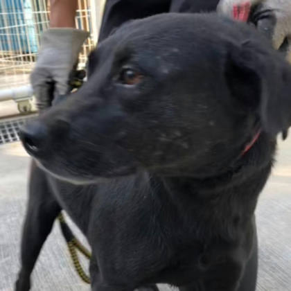 台南市待認養狗｜混種犬｜黑色｜母