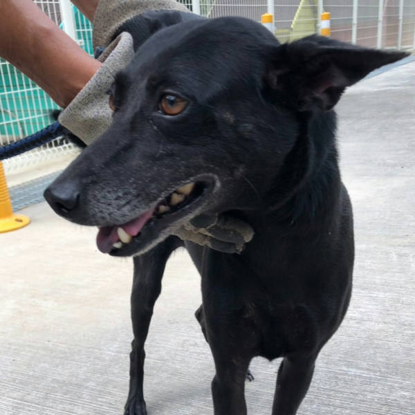 台南市已領養狗 混種犬