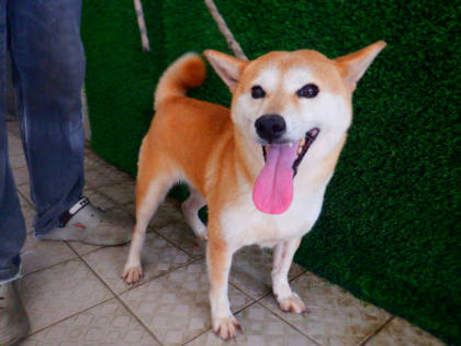 南投縣待認養狗｜柴犬｜黃色｜母