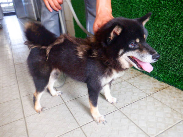 南投縣待認養狗 柴犬