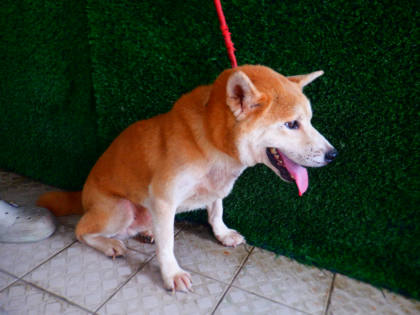 南投縣待認養狗｜柴犬｜黃色｜公