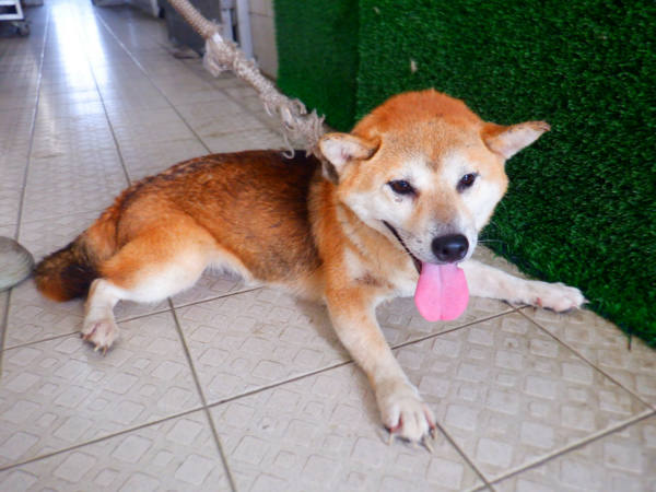 南投縣待認養狗 柴犬
