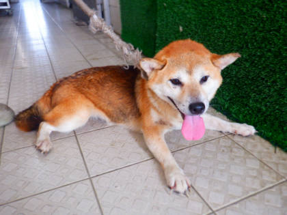 南投縣待認養狗｜柴犬｜黃色｜母