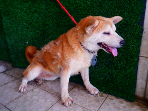 南投縣待認養狗 柴犬