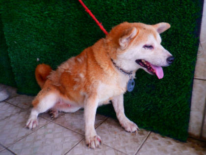 南投縣待認養狗｜柴犬｜黃色｜母