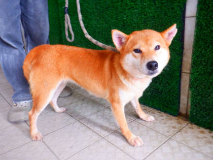 南投縣待認養狗｜柴犬｜黃色｜母