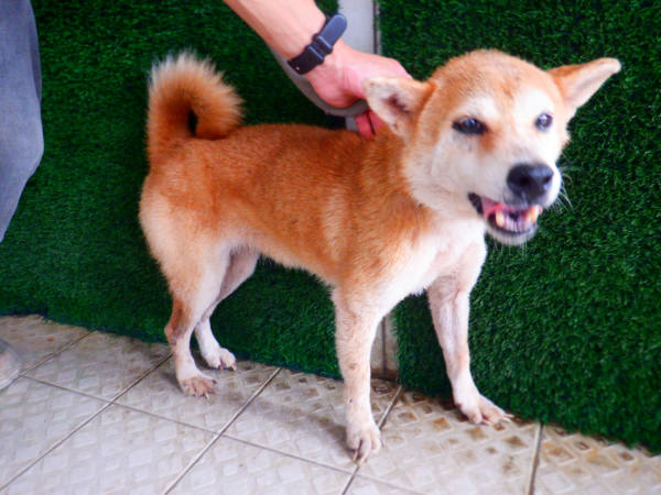 南投縣待認養狗 柴犬