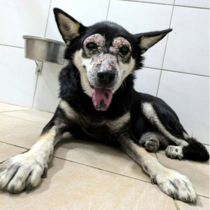 新竹縣待認養狗｜混種犬｜黑黃色｜公