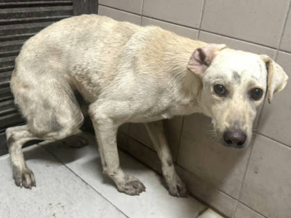 高雄市待認養狗｜混種犬｜白色｜母