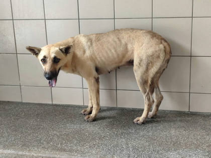 高雄市待認養狗｜混種犬｜黃色｜母