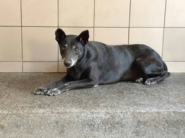 高雄市待認養狗 混種犬