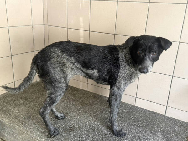 高雄市待認養狗 混種犬