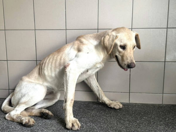 高雄市待認養狗 混種犬