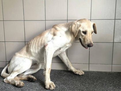 高雄市待認養狗｜混種犬｜黃色｜母