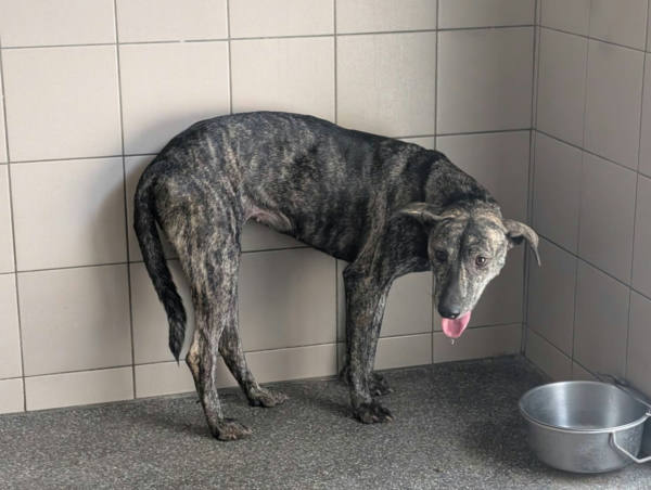 高雄市待認養狗 混種犬