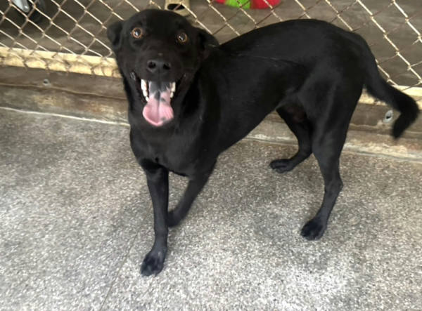 高雄市待認養狗 混種犬