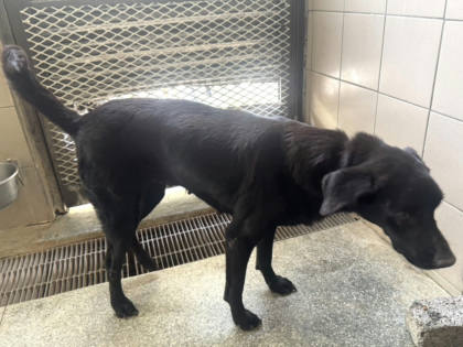 高雄市待認養狗｜混種犬｜黑色｜母