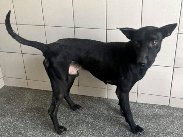 高雄市待認養狗 混種犬