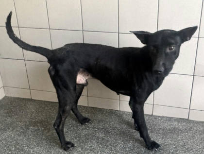 高雄市待認養狗｜混種犬｜黑色｜公