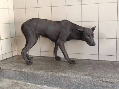 高雄市待認養狗｜混種犬｜黑色｜公