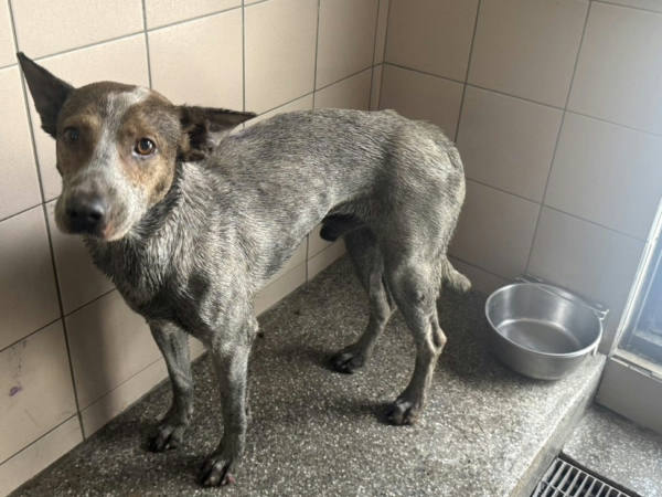 高雄市待認養狗 混種犬