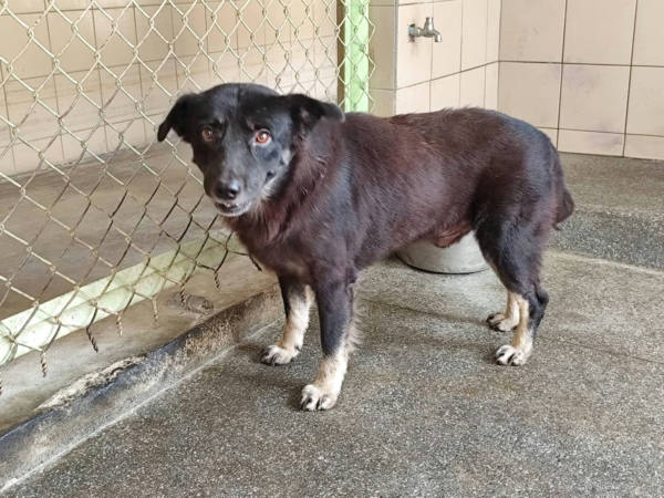 高雄市待認養狗 混種犬