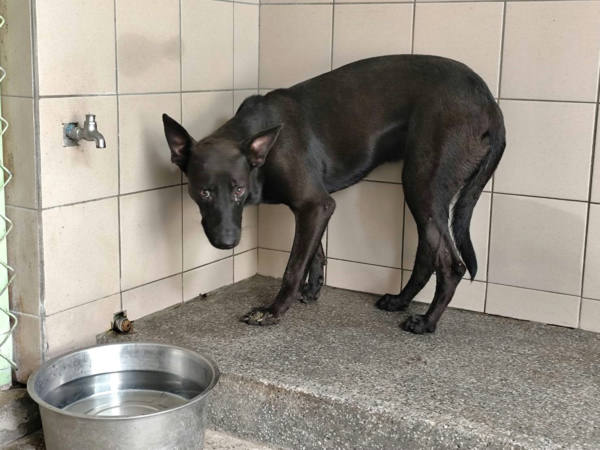 高雄市待認養狗 混種犬