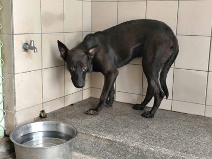 高雄市待認養狗｜混種犬｜黑色｜公