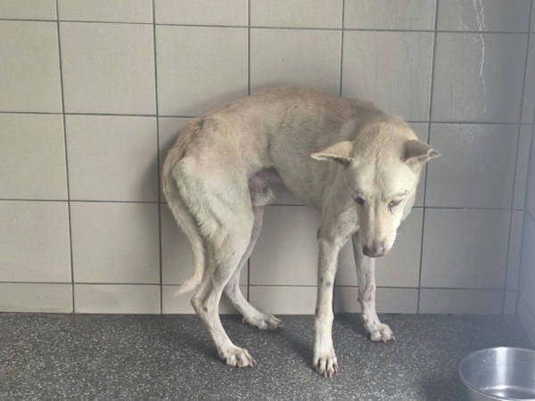 高雄市待認養狗 混種犬