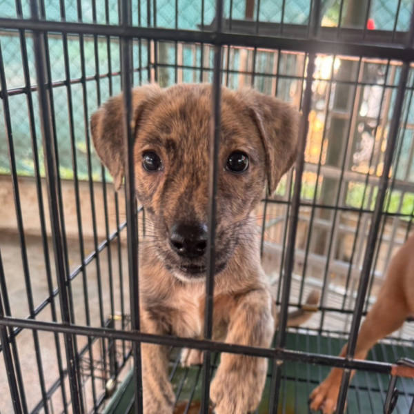 台南市待認養狗 混種犬