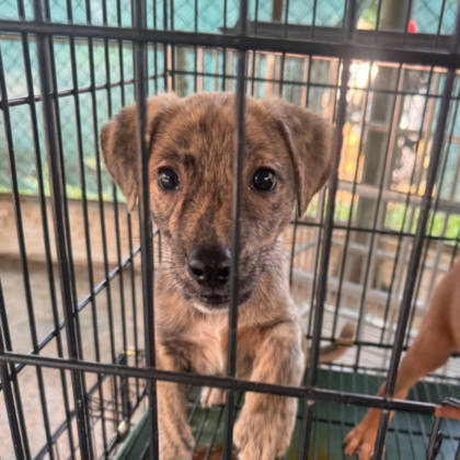 台南市待認養狗｜混種犬｜棕色｜母